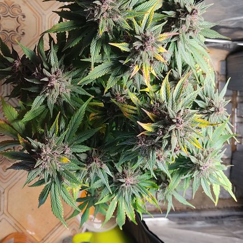 🟢 Auto Bloody fruit grape 🍇 growlog timeline photo