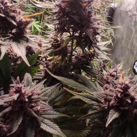 🟢 Auto Bloody fruit grape 🍇 growlog timeline photo