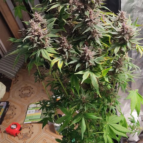🟢 Auto Bloody fruit grape 🍇 growlog timeline photo