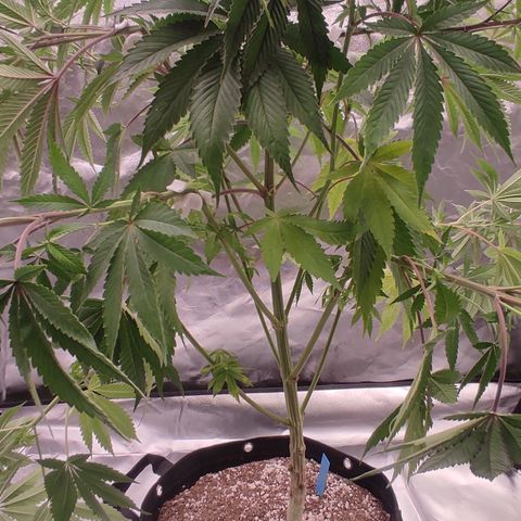 🔵 Foto Tropical Scout  growlog timeline photo