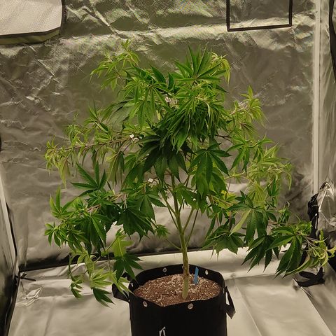 🔵 Foto Tropical Scout  growlog timeline photo