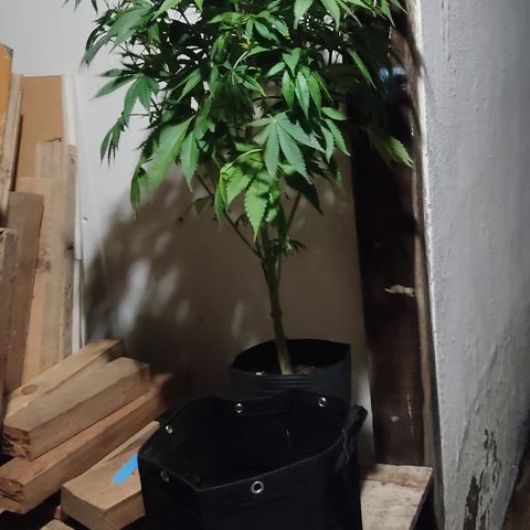 🔵 Foto Tropical Scout  growlog timeline photo