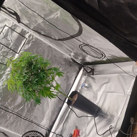🔵 Foto Tropical Scout  growlog timeline photo