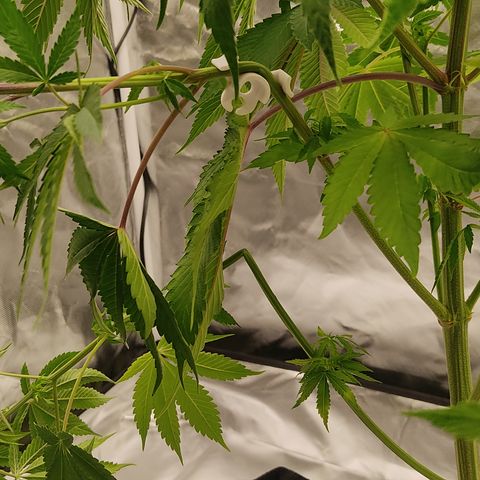 🔵 Foto Tropical Scout  growlog timeline photo