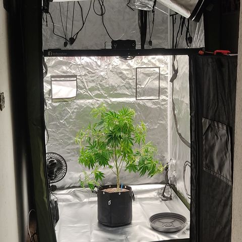 🔵 Foto Tropical Scout  growlog timeline photo
