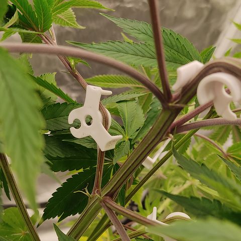 🔵 Foto Tropical Scout  growlog timeline photo