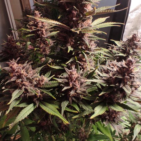 🔴 Auto Black Bird 2 growlog timeline photo