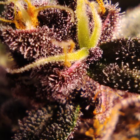 🔴 Auto Black Bird 2 growlog timeline photo
