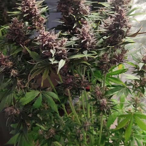 🔴 Auto Black Bird 2 growlog timeline photo