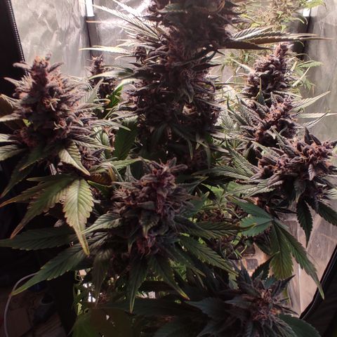 🔴 Auto Black Bird 2 growlog timeline photo