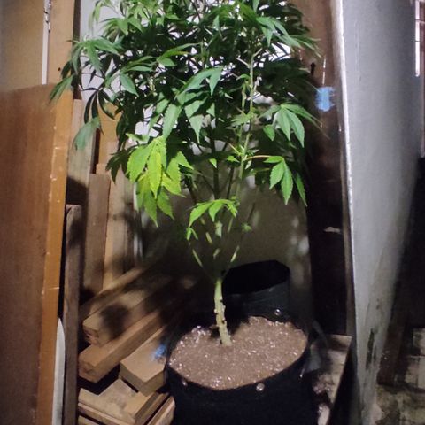 🔵 Foto Tropical Scout  growlog timeline photo