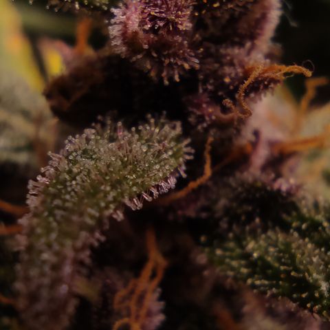 🟢 Auto Bloody fruit grape 🍇 growlog timeline photo