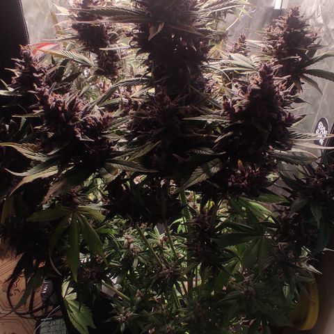 🔴 Auto Black Bird 2 growlog timeline photo