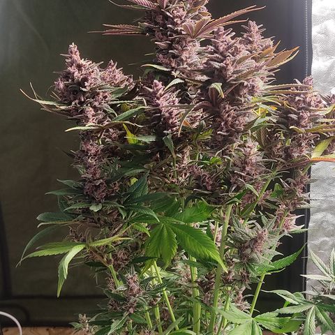 🔴 Auto Black Bird 2 growlog timeline photo