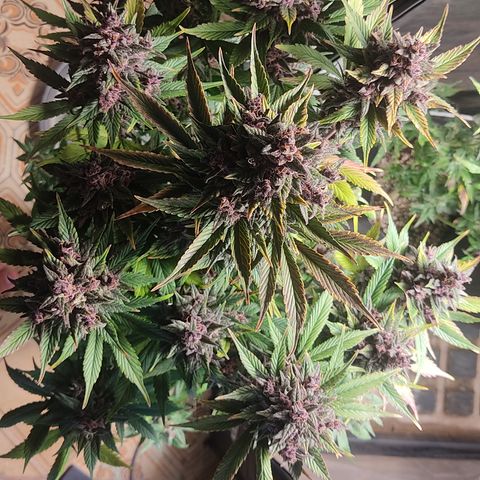 🔴 Auto Black Bird 2 growlog timeline photo