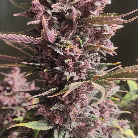 🔴 Auto Black Bird 2 growlog timeline photo