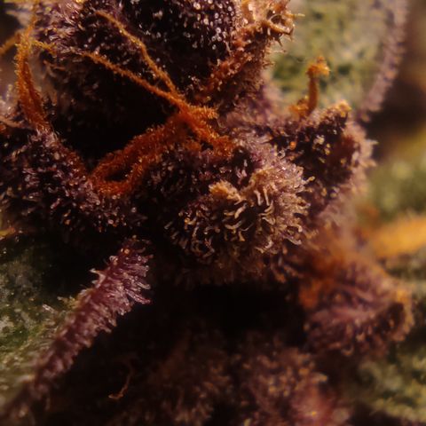 🔴 Auto Black Bird 2 growlog timeline photo