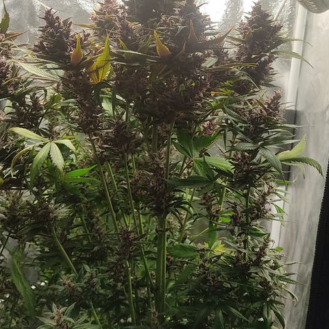 🔴 Auto Black Bird 2 growlog timeline photo