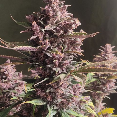 🔴 Auto Black Bird 2 growlog timeline photo