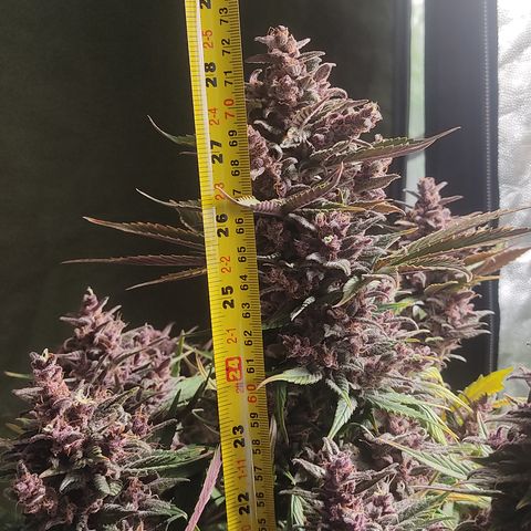 🔴 Auto Black Bird 2 growlog timeline photo