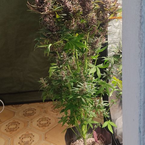 🔴 Auto Black Bird 2 growlog timeline photo
