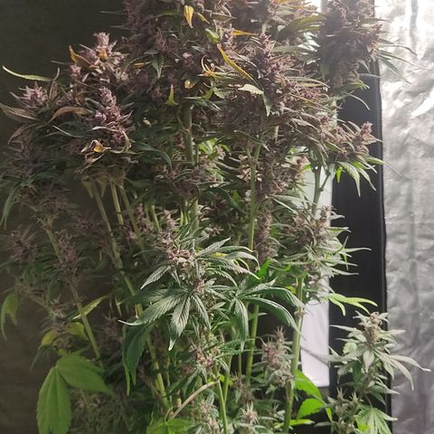 🟢 Auto Bloody fruit grape 🍇 growlog timeline photo