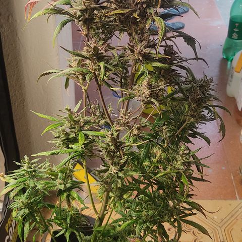 🔴 Auto Black Bird  growlog timeline photo