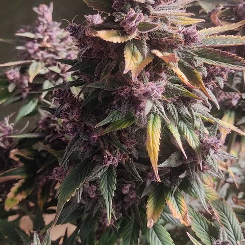 🟢 Auto Bloody fruit grape 🍇 growlog timeline photo