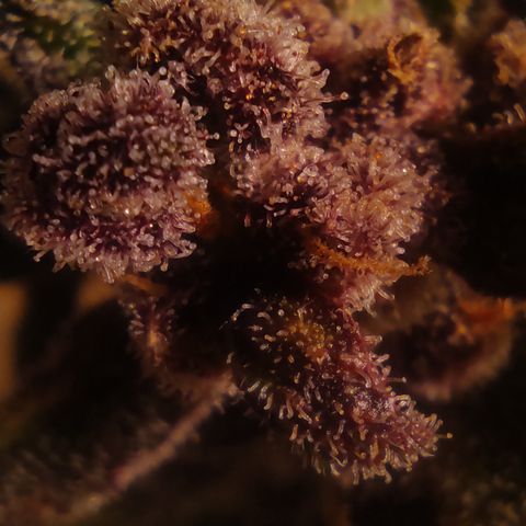 🔴 Auto Black Bird  growlog timeline photo