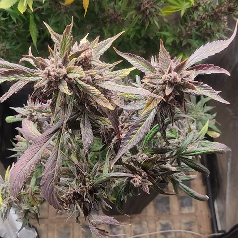 🔴 Auto Black Bird  growlog timeline photo