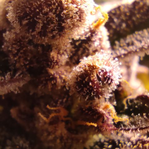 🔴 Auto Black Bird  growlog timeline photo