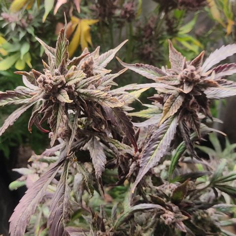🔴 Auto Black Bird  growlog timeline photo
