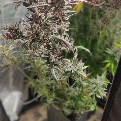 🔴 Auto Black Bird  growlog timeline photo