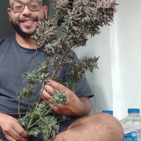 🔴 Auto Black Bird  growlog timeline photo