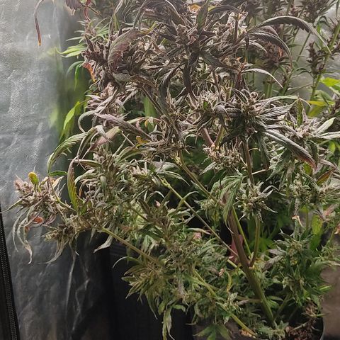 🔴 Auto Black Bird  growlog timeline photo