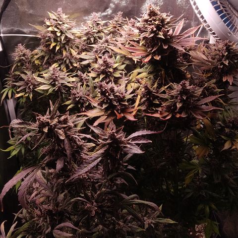 🔴 Auto Black Bird  growlog timeline photo