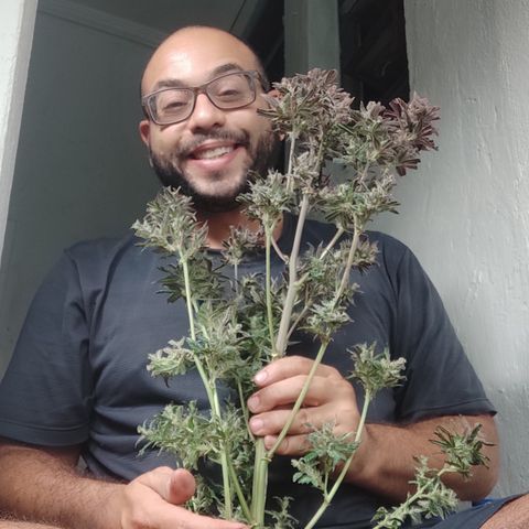 🔴 Auto Black Bird  growlog timeline photo