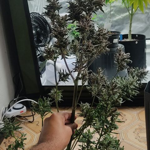 🔴 Auto Black Bird  growlog timeline photo