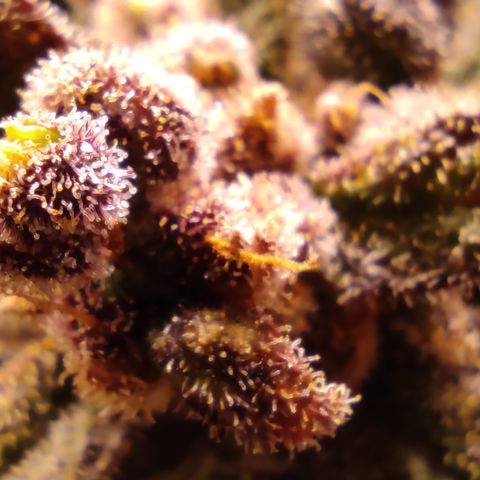 🔴 Auto Black Bird  growlog timeline photo