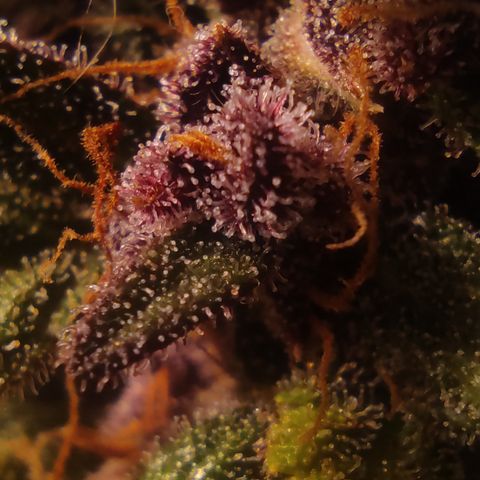 🟢 Auto Bloody fruit grape 🍇 growlog timeline photo
