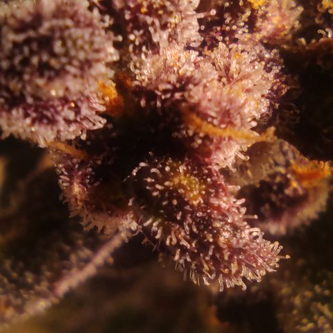 🔴 Auto Black Bird  growlog timeline photo
