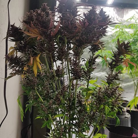 🔴 Auto Black Bird 2 growlog timeline photo