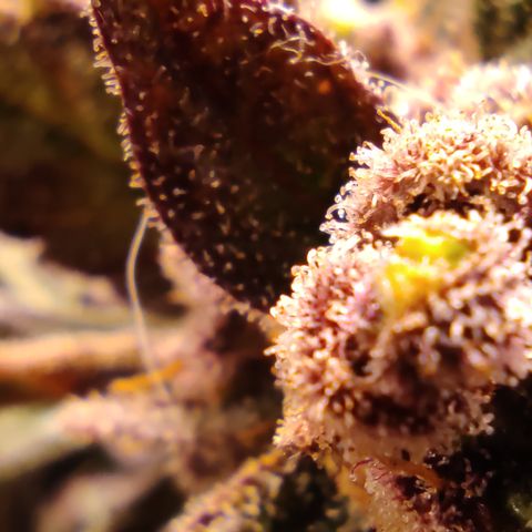 🔴 Auto Black Bird  growlog timeline photo