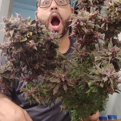 🟢 Auto Bloody fruit grape 🍇 growlog timeline photo