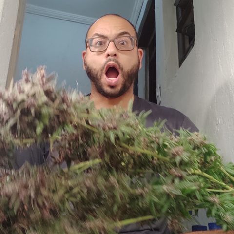 🟢 Auto Bloody fruit grape 🍇 growlog timeline photo