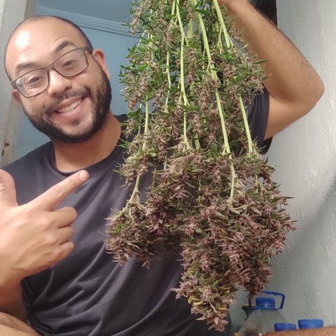 🟢 Auto Bloody fruit grape 🍇 growlog timeline photo