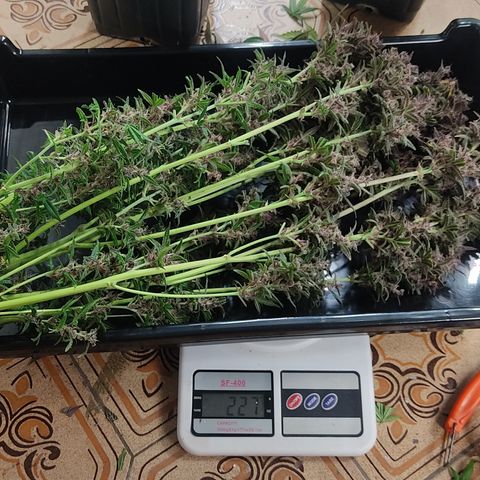 🟢 Auto Bloody fruit grape 🍇 growlog timeline photo