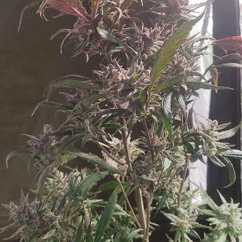🔴 Auto Black Bird  growlog timeline photo