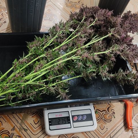 🔴 Auto Black Bird 2 growlog timeline photo