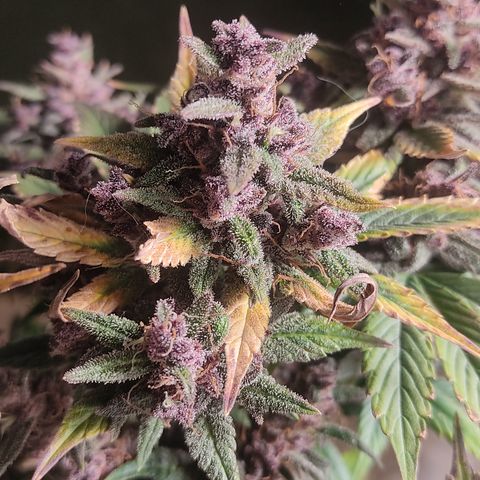 🟢 Auto Bloody fruit grape 🍇 growlog timeline photo